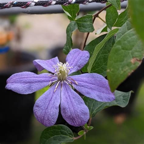 staudenclematis arabella|Clematis ‘Arabella’